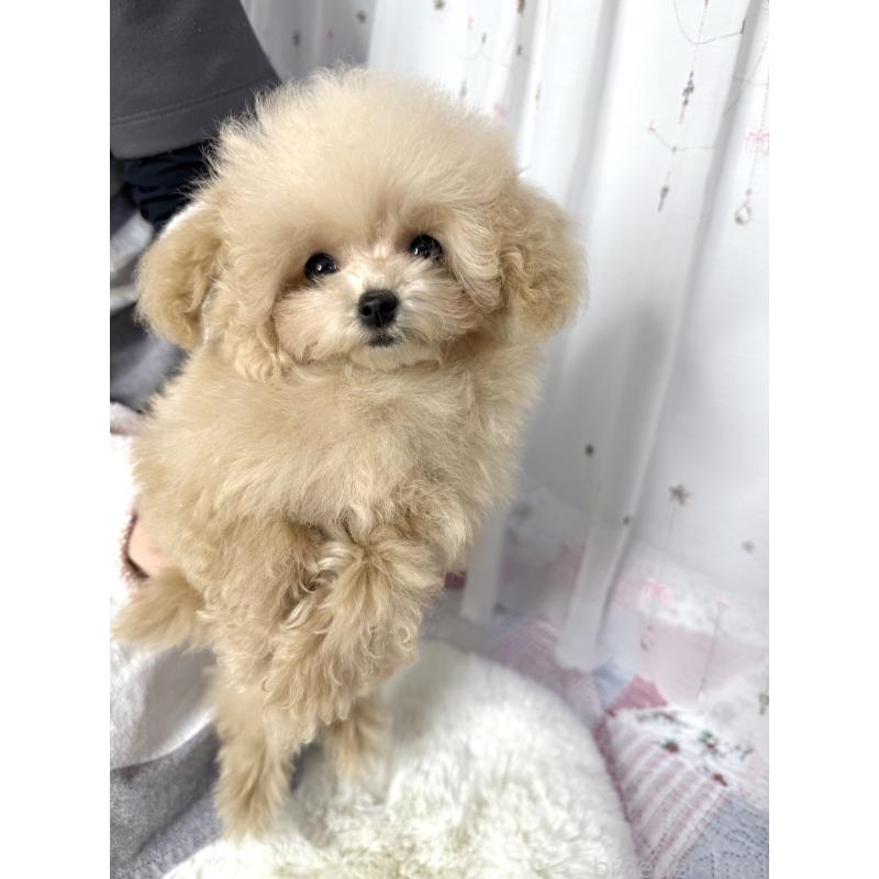 販売中の大阪府のティーカッププードル-444518の8枚目