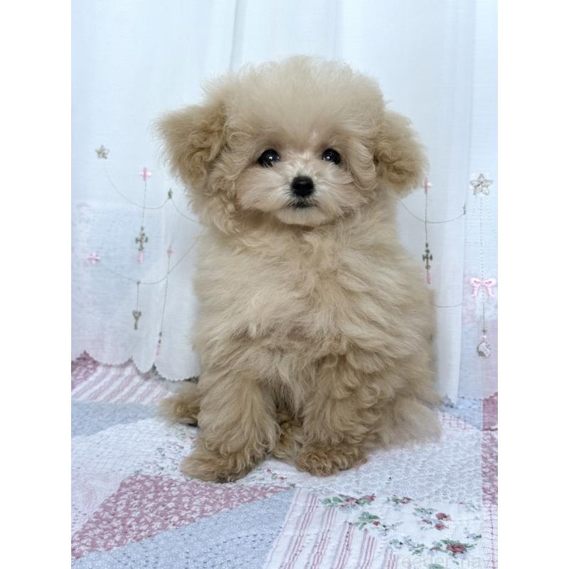 販売中の大阪府のティーカッププードル-444518の7枚目