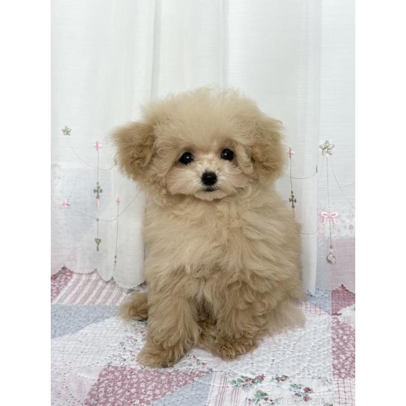 販売中の大阪府のティーカッププードル-444518の6枚目