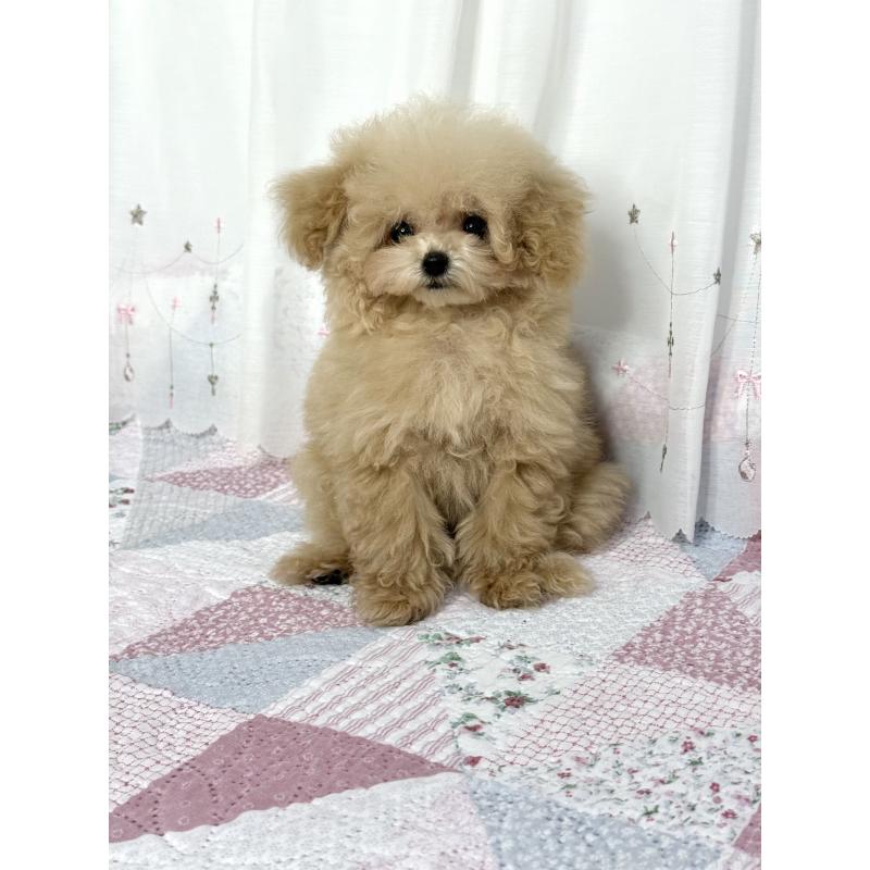 販売中の大阪府のティーカッププードル-444518の5枚目