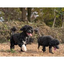 清井完爾ブリーダー