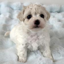 ♀︎ビションフリーゼ