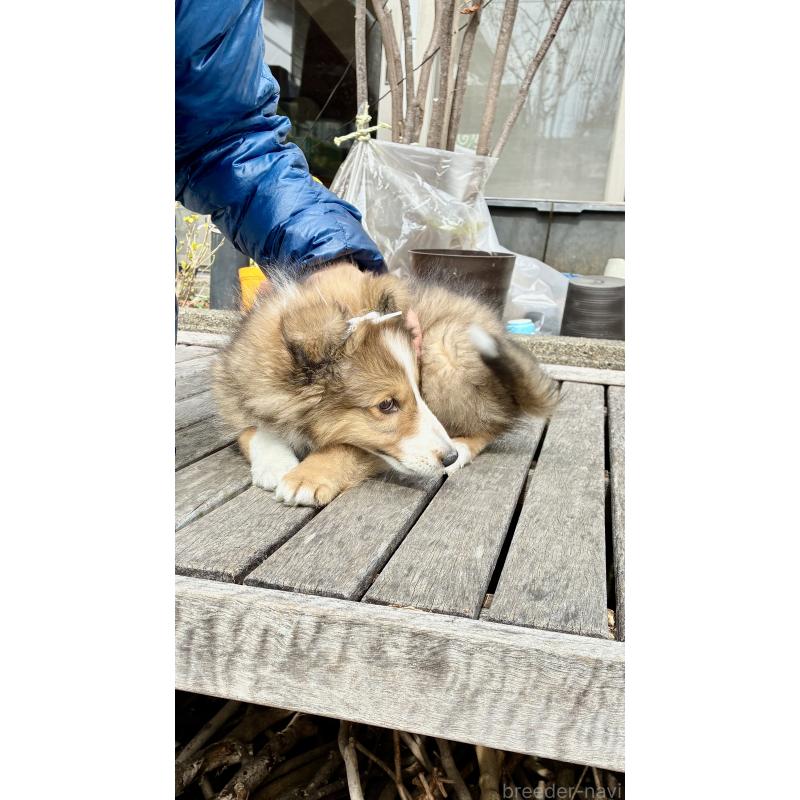 成約済の静岡県のシェットランドシープドッグ(シェルティ)-447225の3枚目