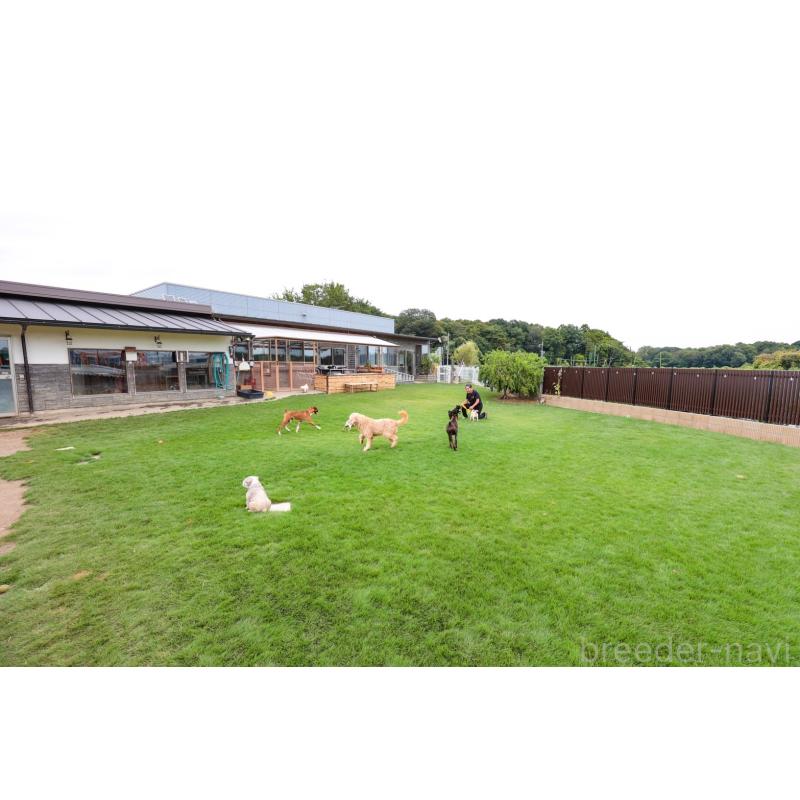 犬舎紹介の茨城県の犬舎紹介-761の3枚目