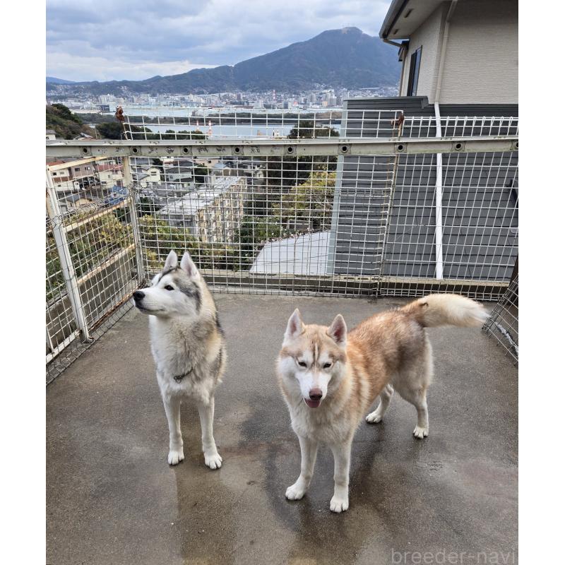 犬舎紹介の福岡県の犬舎紹介-2266の2枚目