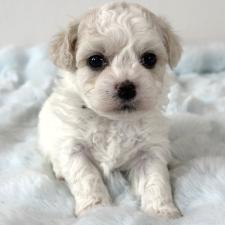 ♀︎ビションフリーゼ