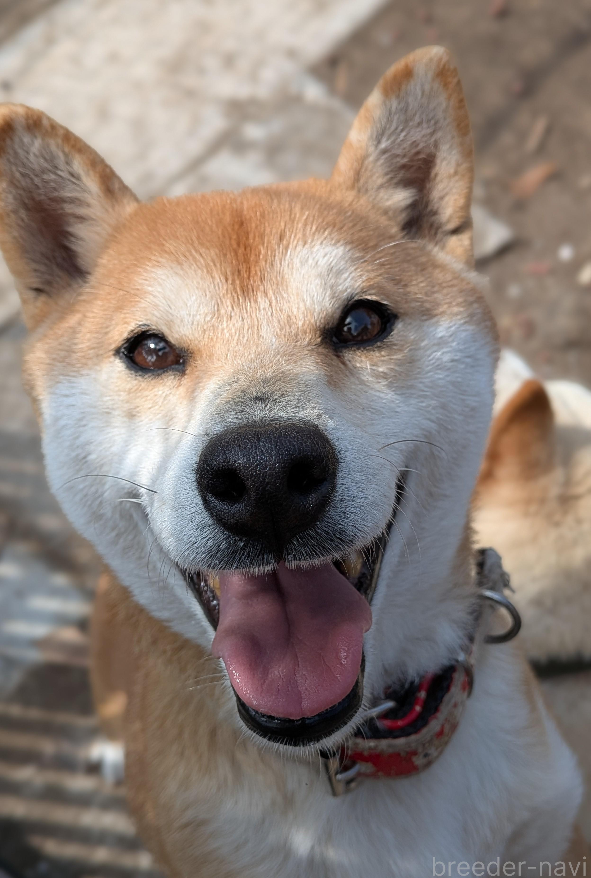 秋澤ブリーダー