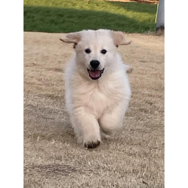 販売中の茨城県のゴールデンレトリーバー-443415の14枚目