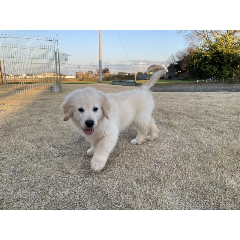 販売中の茨城県のゴールデンレトリーバー-443415の13枚目