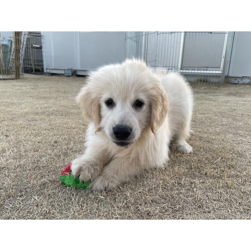 販売中の茨城県のゴールデンレトリーバー-443415の12枚目