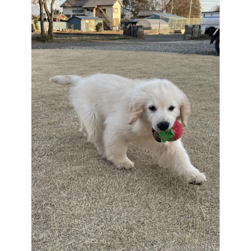 販売中の茨城県のゴールデンレトリーバー-443415の11枚目