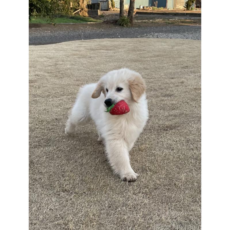 販売中の茨城県のゴールデンレトリーバー-443415の10枚目