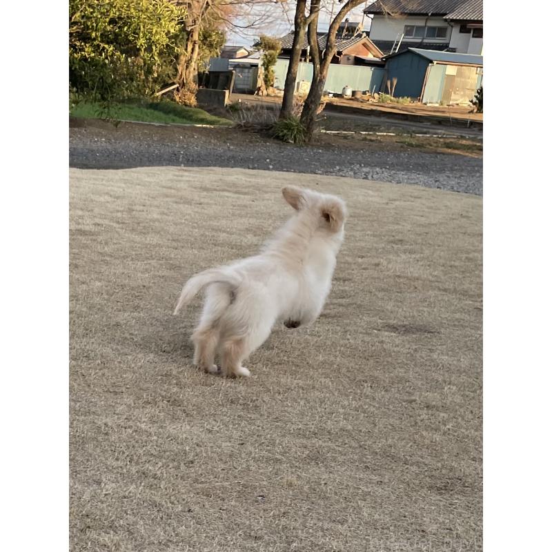 販売中の茨城県のゴールデンレトリーバー-443415の9枚目