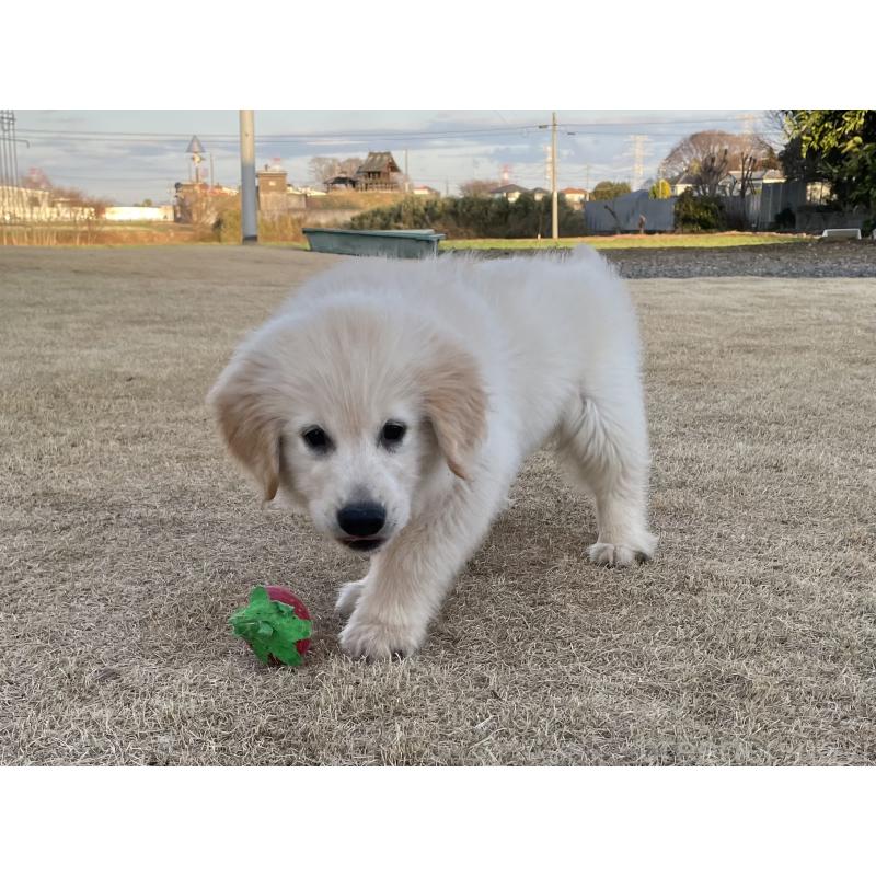 販売中の茨城県のゴールデンレトリーバー-443415の8枚目