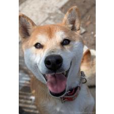 秋澤由香ブリーダー