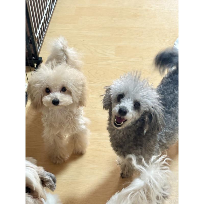 犬舎紹介の福岡県の犬舎紹介-2324の2枚目