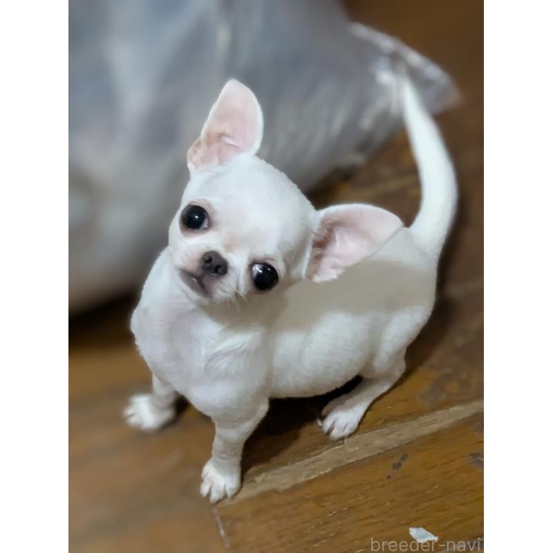 成約済の埼玉県のチワワ(スムースコート)-444220の3枚目