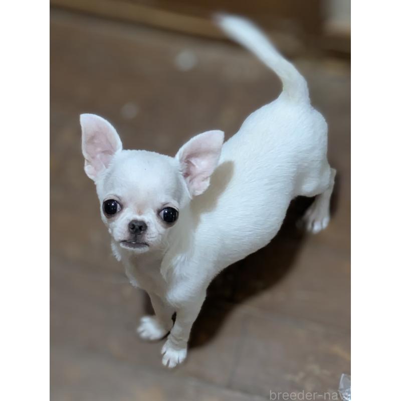 成約済の埼玉県のチワワ(スムースコート)-444220の2枚目