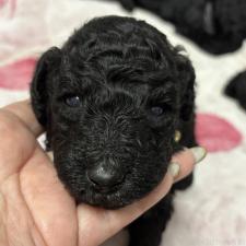 ♀︎スタンダードプードル