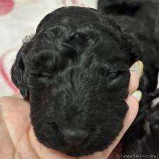 ♀︎スタンダードプードル