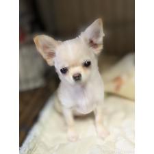 ♀︎チワワ(ロングコート)