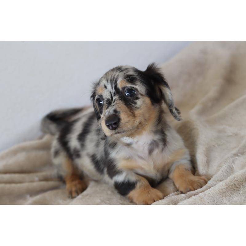 大元與子ブリーダーの詳細の1枚目