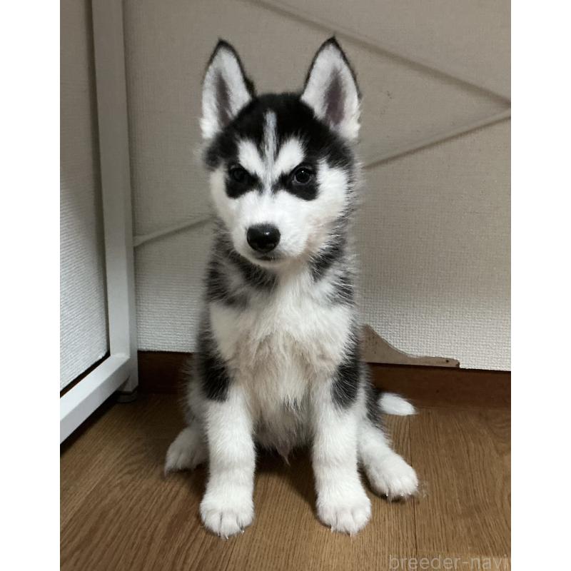 成約済の神奈川県のシベリアンハスキー-441312の2枚目