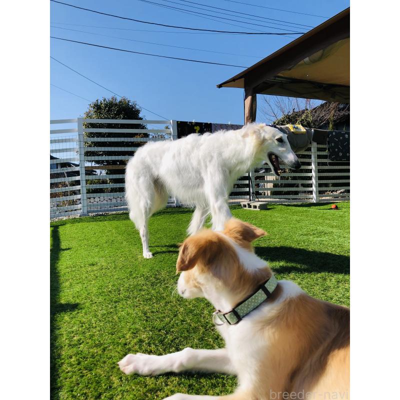 犬舎紹介の熊本県の犬舎紹介-5434の2枚目