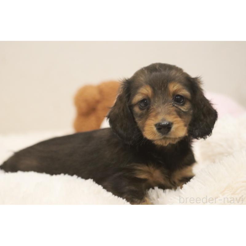 大元與子ブリーダーの詳細