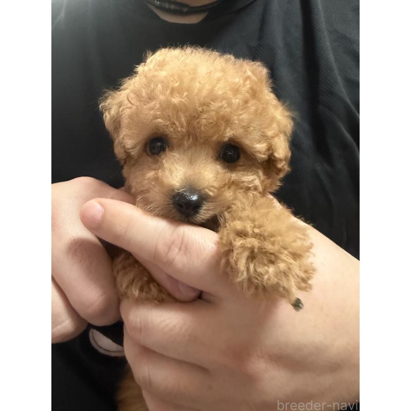 販売中の三重県のティーカッププードル-445002の7枚目