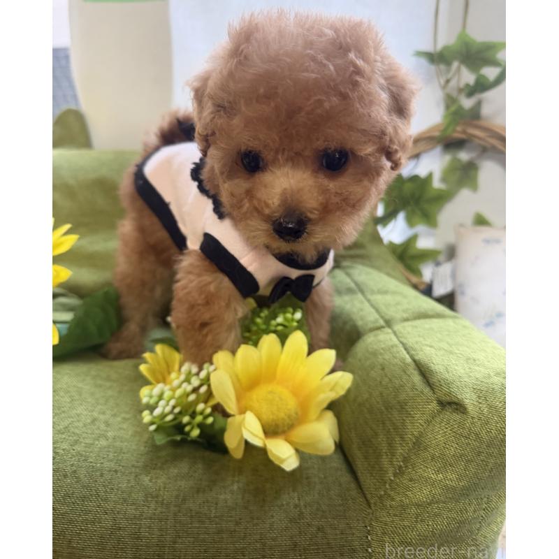 販売中の三重県のティーカッププードル-445002の6枚目