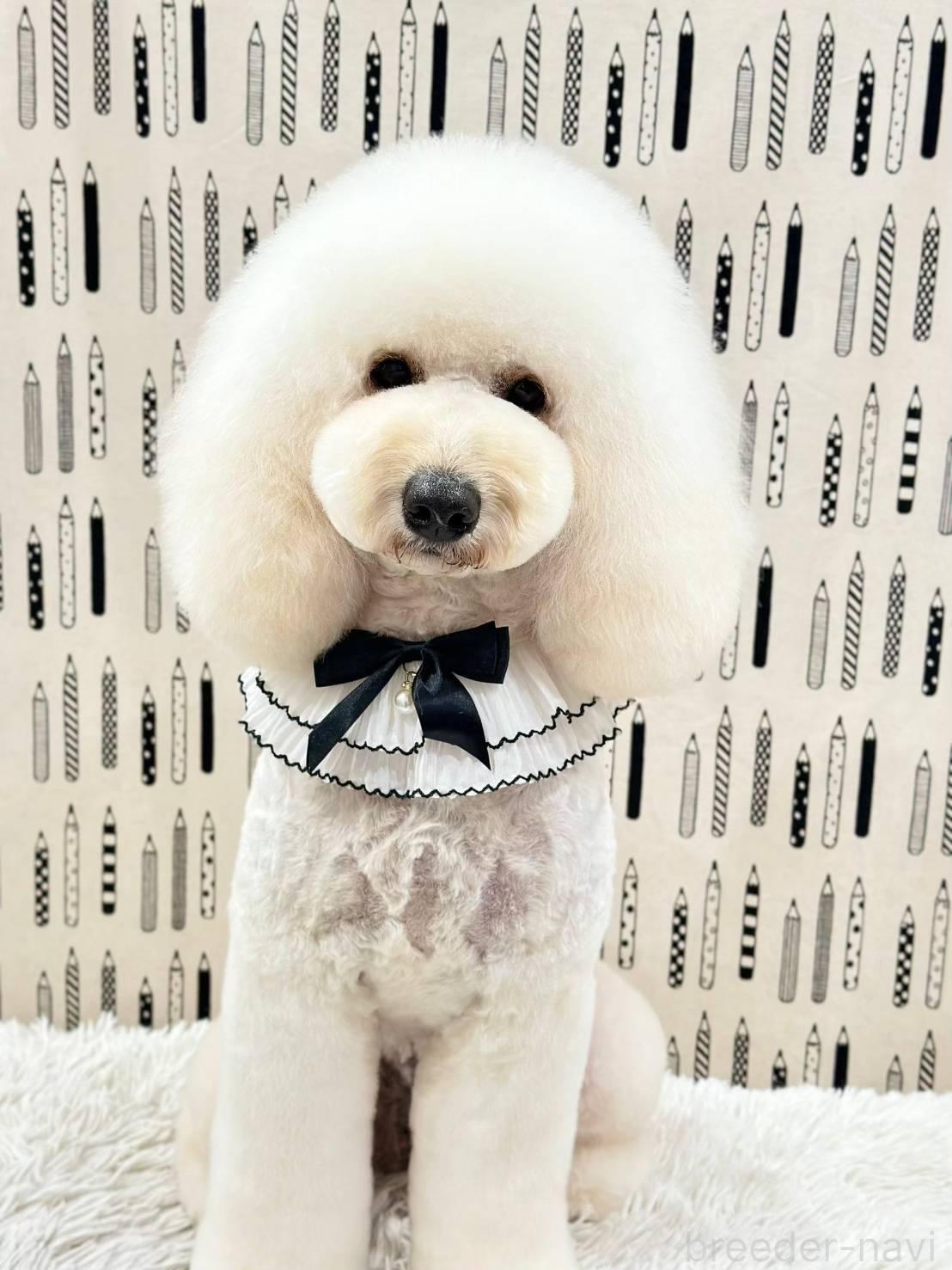 松木ブリーダー