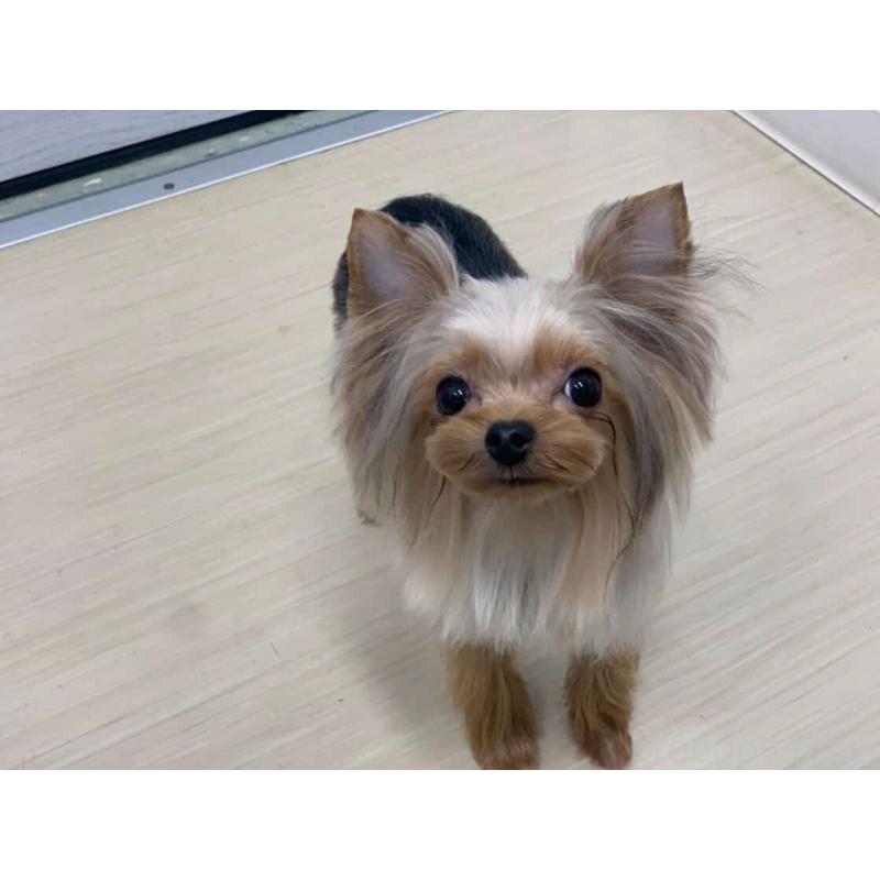 三島郁夫ブリーダーの詳細