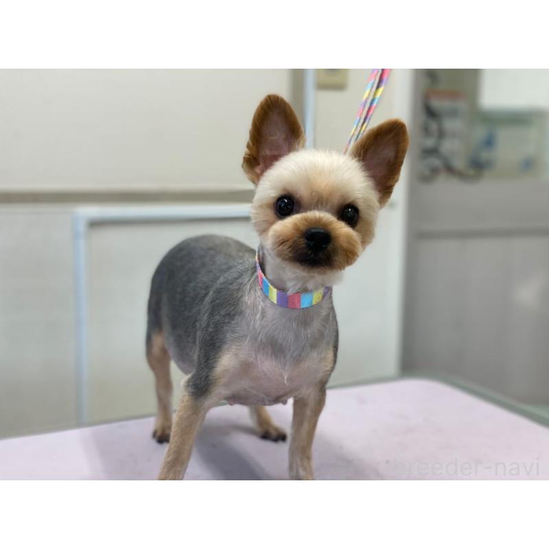 三島郁夫ブリーダーの詳細