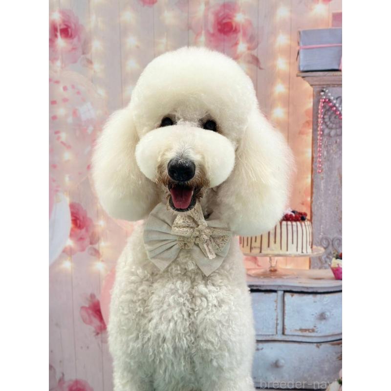 犬舎紹介の千葉県の犬舎紹介-3214の3枚目