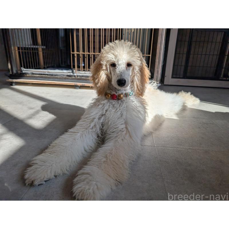 犬舎紹介の千葉県の犬舎紹介-3214の5枚目