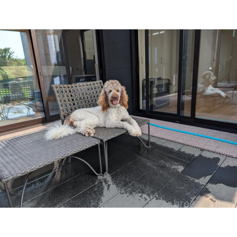 犬舎紹介の千葉県の犬舎紹介-3214の4枚目