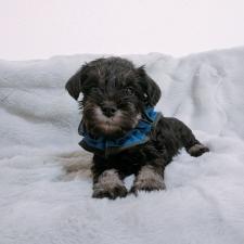 ♀︎ミニチュアシュナウザー