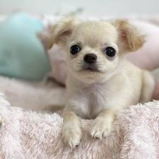 ♀︎チワワ(ロングコート)