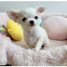 ♀︎チワワ(ロングコート)