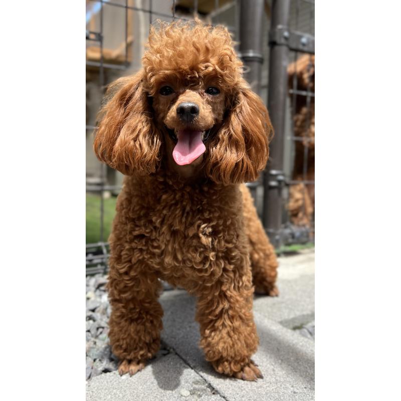 犬舎紹介の山口県の犬舎紹介-3903の5枚目