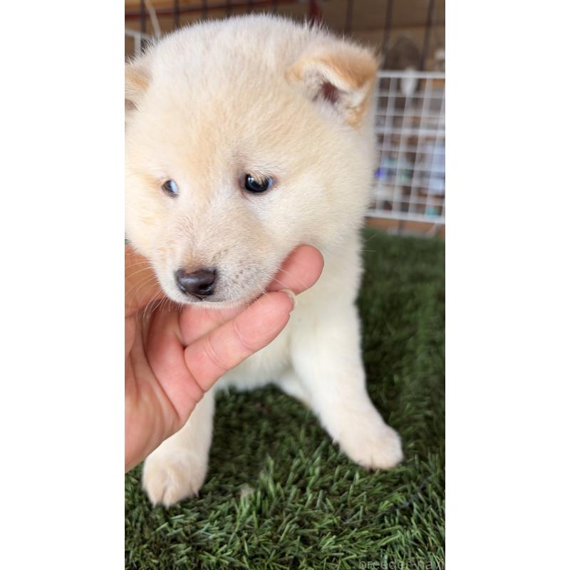 販売中の茨城県の豆柴-445262の12枚目