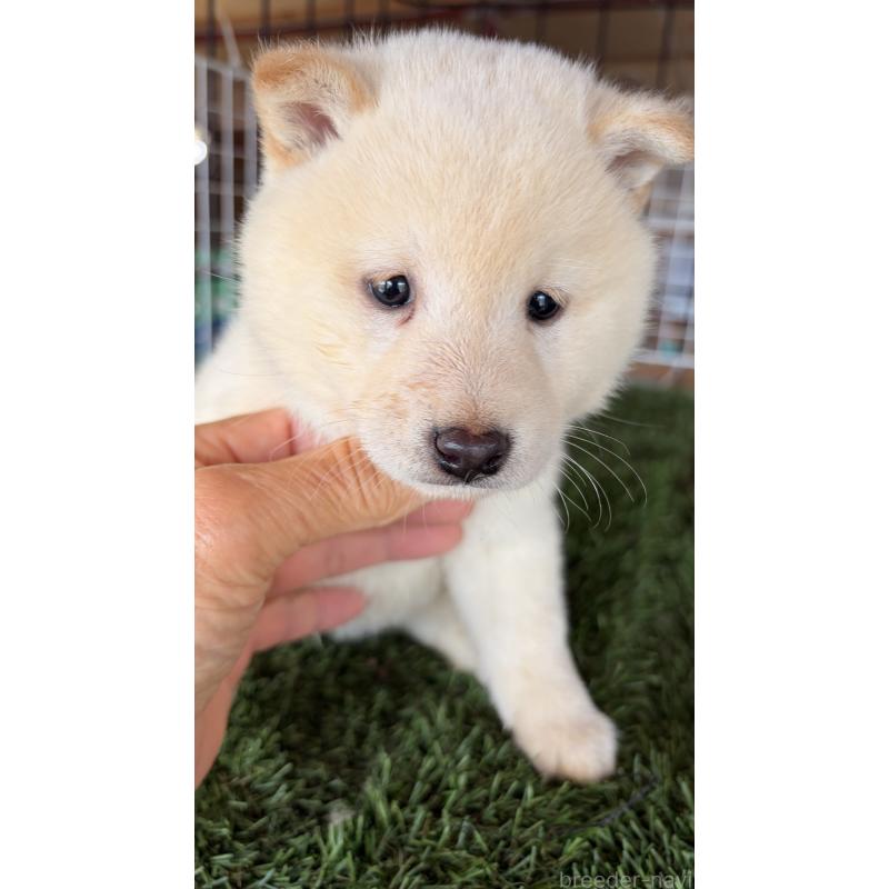 販売中の茨城県の豆柴-445262の11枚目