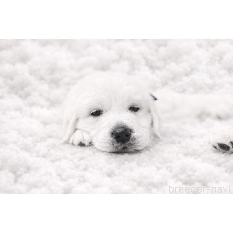 成約済の兵庫県のゴールデンレトリーバー-444283の2枚目