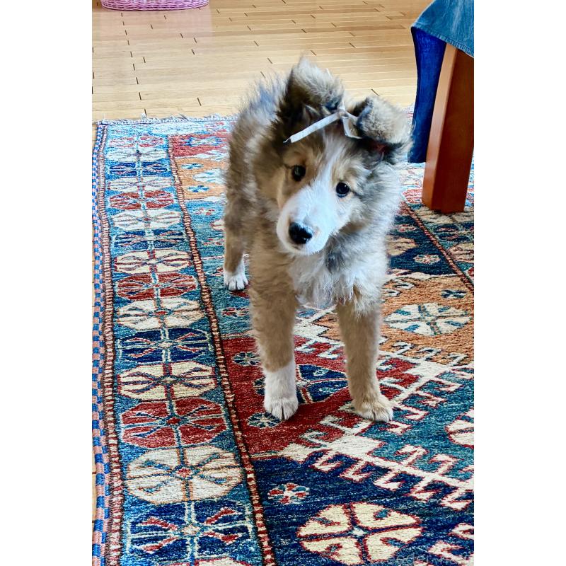 成約済の静岡県のシェットランドシープドッグ(シェルティ)-447225の2枚目