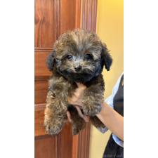 塚本晴香ブリーダー