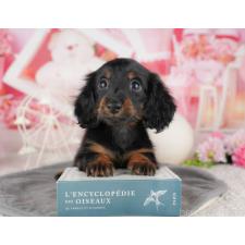 ♀︎ミニチュアダックスフンド(ロングヘアード)