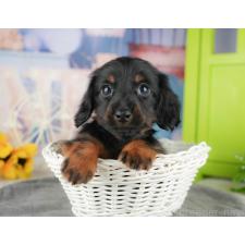 ♀︎ミニチュアダックスフンド(ロングヘアード)