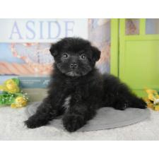 ♀︎ポメプー:ポメラニアン×トイプードル