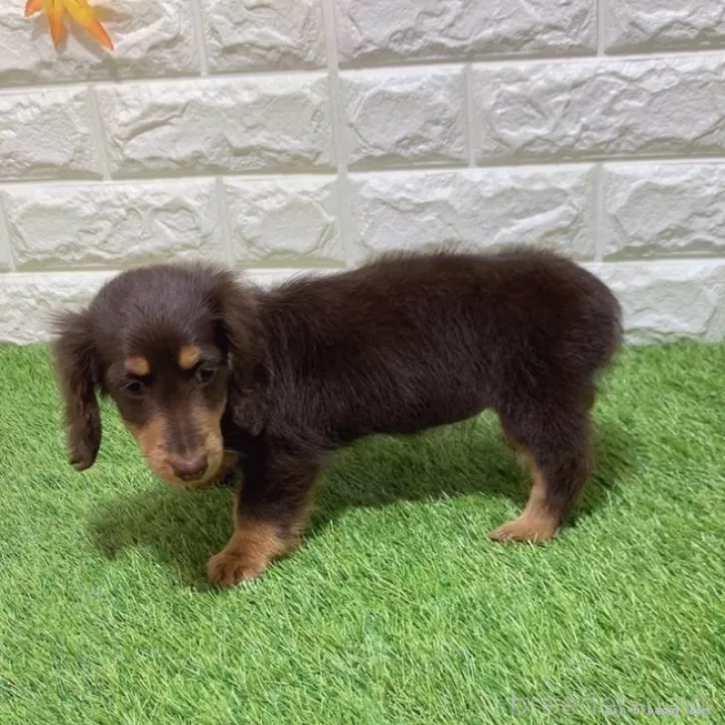 販売中の愛知県のミニチュアダックスフンド(ロングヘアード)-441584の5枚目